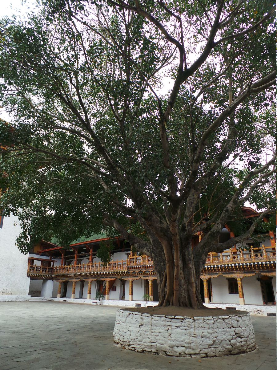 Punakha Dzong67